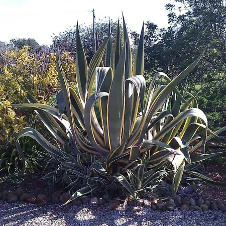 度假居 Quinta Casalinho *